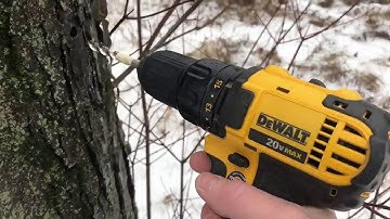 How to Tap Maple Trees-Two Different Ways