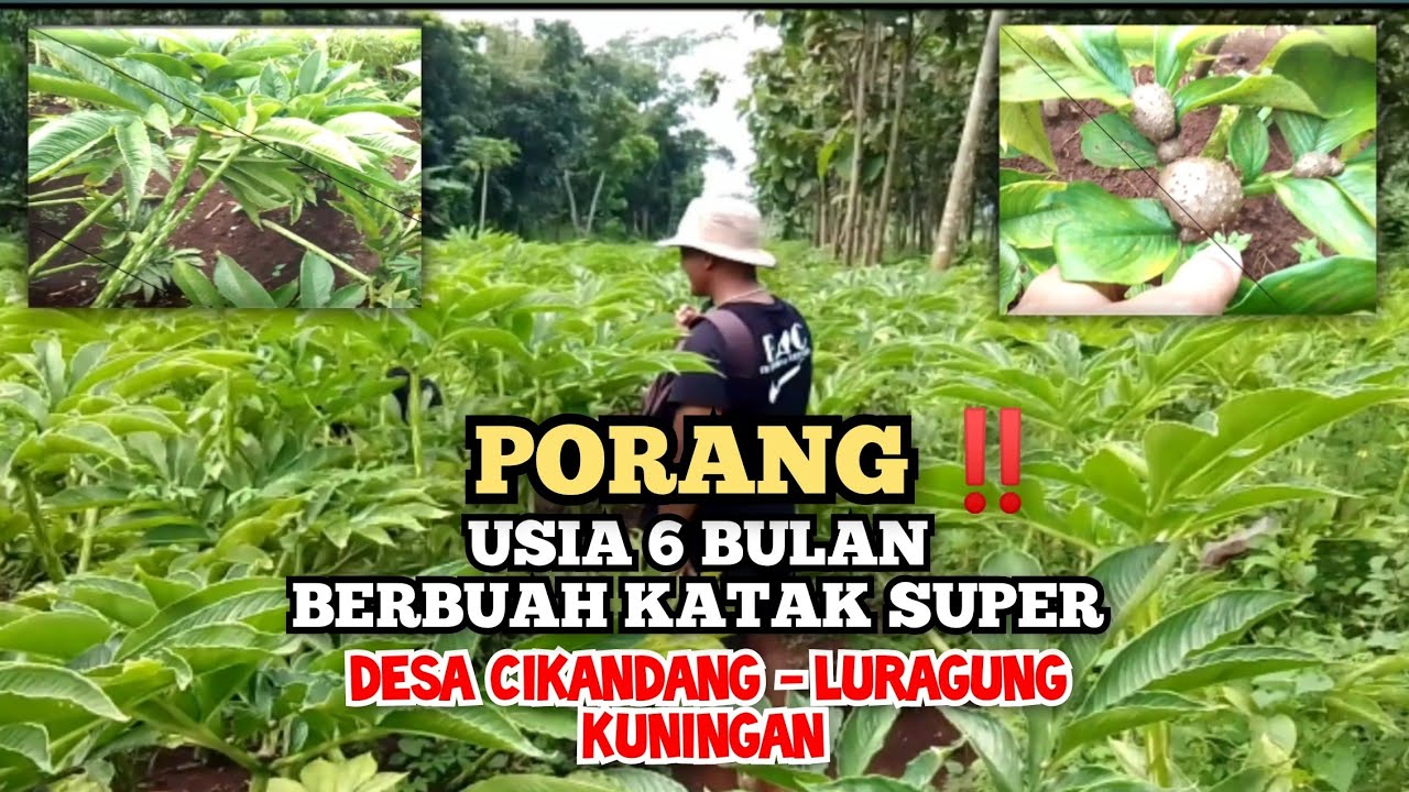 PORANG ‼️USIA 6 BULAN, TUMBUH SUBUR DAN BUAH KATAKNYA SUPER | KASRAN ...