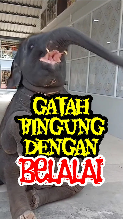 Baby elephant and its trunk went viral #unique #strange #anything #elephant #cute