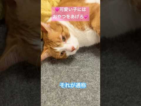 狸寝入りする猫 #猫のいる暮らし #ねこのいる生活 #ねこ動画