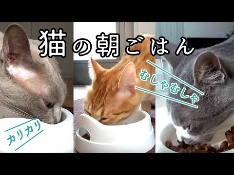 猫の咀嚼音。一心不乱に食べる朝ごはん【ASMR】