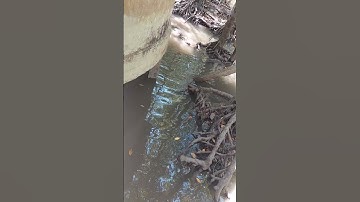 Câu cá sấu - Rừng Sác