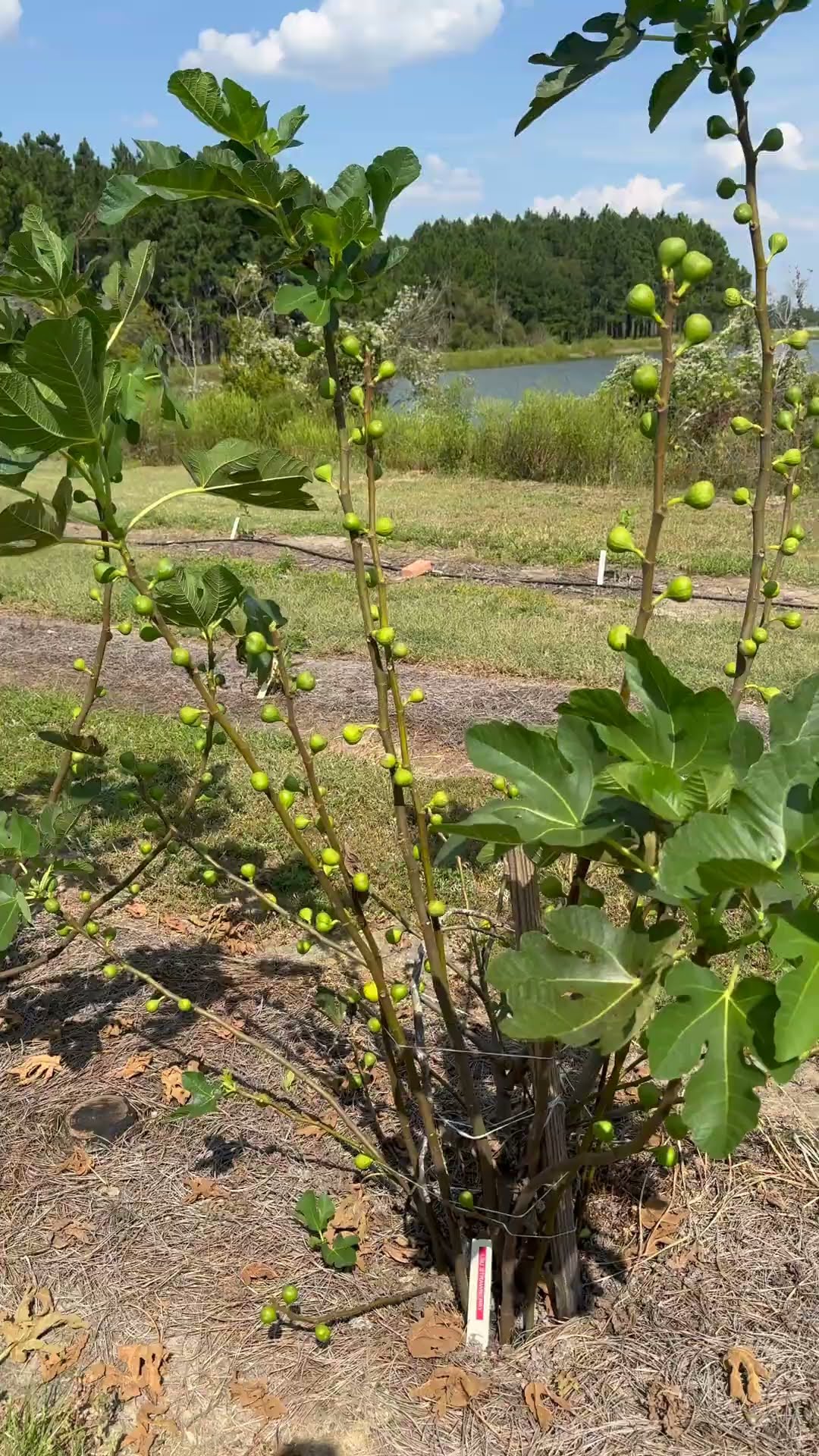 LSU Strawberry Figs Are Finally Here! - YouTube