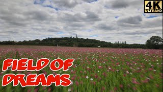 Field Of Dreams - Lilleshall Poppy fields 4k