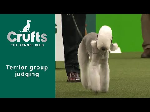 Group Judging (Terrier) and Presentation | Crufts 2023