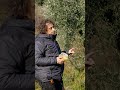 La #mosca dell'#olivo che ho raccolto in un #anno