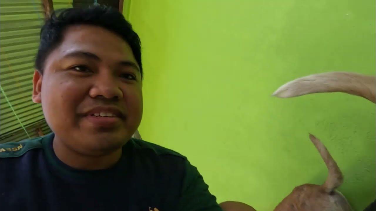 Pink or straw colored discharge sa standing heat na aso YouTube