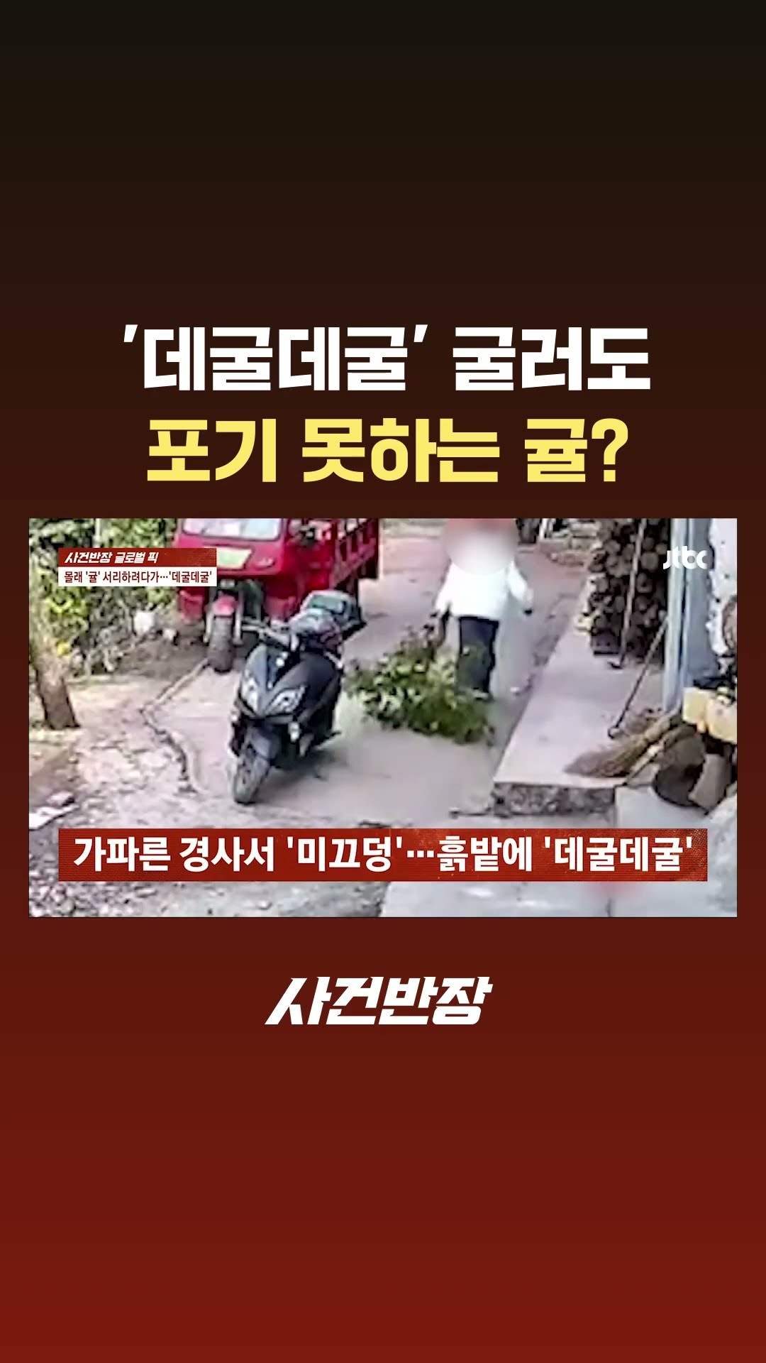 '데굴데굴' 굴러도 포기 못하는 귤? #JTBC #Shorts