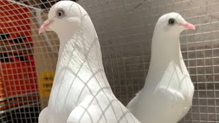 اسرار و معلومات قوة الحمام الباكستاني الطيار #pigeons