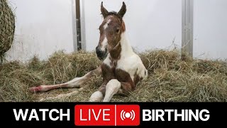 Live Foaling Cam - Meadow Brook Stables