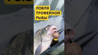 Рыбалка — искусство терпения и правильного подхода! Трофейный лещ, на карповое удищилище.