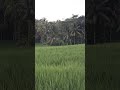 #ustadzadihidayat #pemandanganpegunungan #sawah #pemandanganbagus #quotes