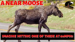 HOW CLOSE? An example of the hazards we dont always see on our bikes.
This thing (was it a moose?) nearly took out the rider and his passenger. Even if it had clipped them theyd have careered in to the car with the camera I reckon. Stay alert to animals and ride accordingly, research animal movements and consider where and when youre riding. SLOW DOWN in areas of higher risk.
#THERIDERGUIDER #SUBSCRIBETOTHEGUIDE #DEFENSIVERIDINGTIPS HOW CLOSE? An example of the hazards we dont always see on our bikes.