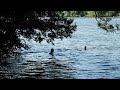 Swim City: Berlin’s Weißensee and beyond