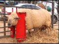 Calf & Sheep Staller - Sheep Video