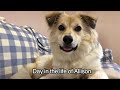 Day in the life of Allison - アリソンのとある一日