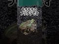 1ヶ月に2回しか会えないペットとの別れ