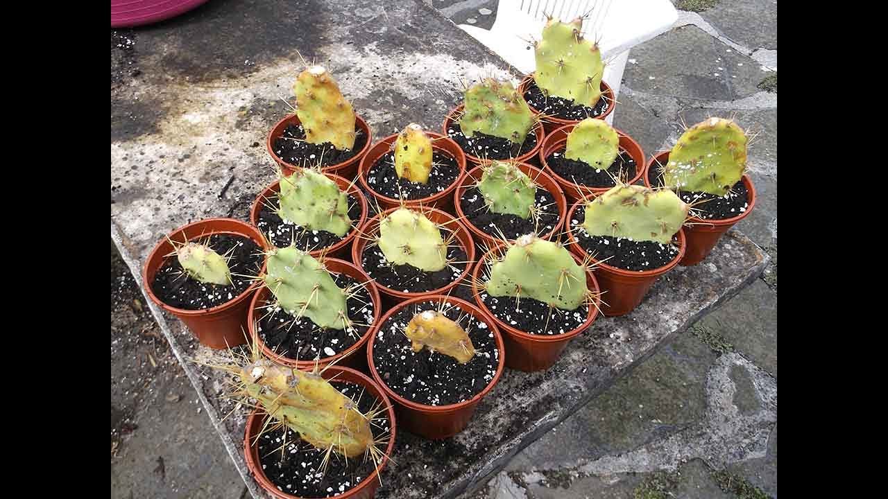 How To Grow Cactus From Cuttings Opuntia The Prickly Pear Cactus Youtube