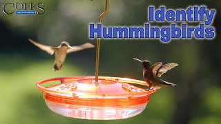 Cara Mengidentifikasi Berbagai Jenis Burung Kolibri