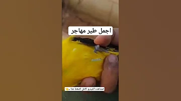 ابو صفير 