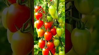 New Tomato Tree Planting Methods To Harvest Tomatos! #shorts #satisfying #farming
