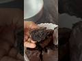 Brownie in Air fryer 🍫 #brownie #recipe #airfryer #baking #easyrecipe #fudgybrownies #tasty #viral