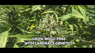 Landrace genetics in general do NOT MOLD!  Landrace vs Modern Polyhybrids
