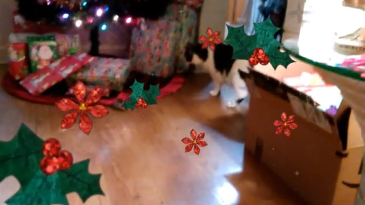 Remy boy is excited tomorrow is Christmas Eve