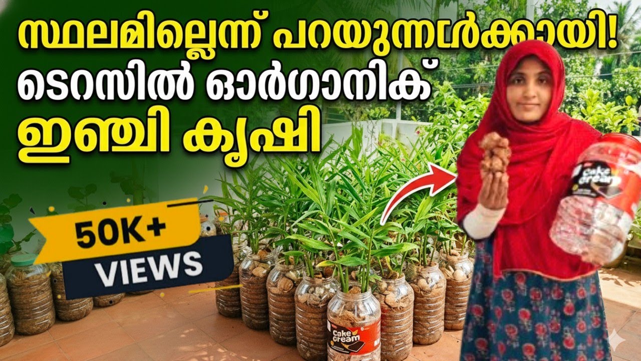 💯%ഉറപ്പ്|ഒരിഞ്ചു ഭൂമിവേണ്ട കിലോകണക്കിന്‌ ഇഞ്ചി ഇനി വീട്ടിലും ഉണ്ടാക്കാം!!