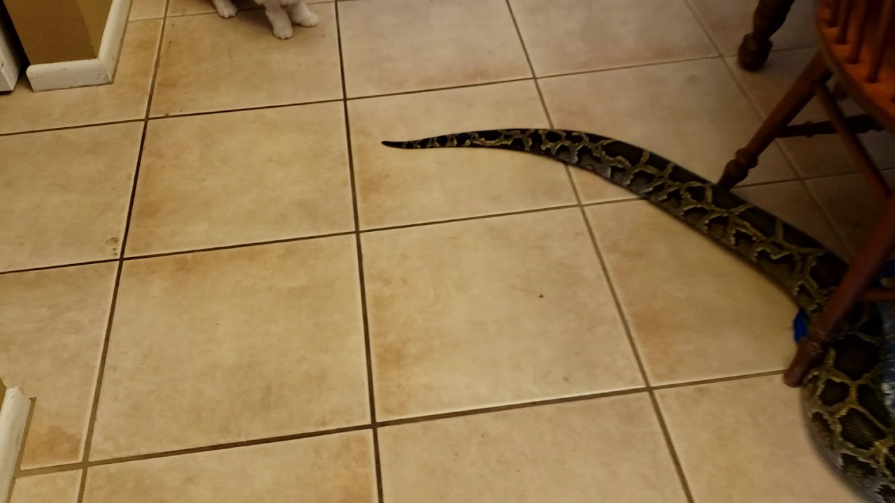 My cat playing with his pet python - YouTube