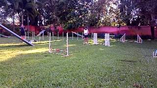 Agility Sequence First Run - I totally forgot the course, LOL