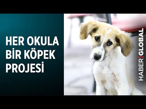 Video: Okula Dönüşün Aile Köpekleri Üzerindeki Etkisi