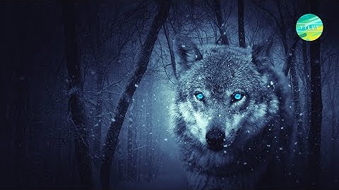 Cách Loài Sói Săn Mồi - Thiên Nhiên Hoang Dã #1