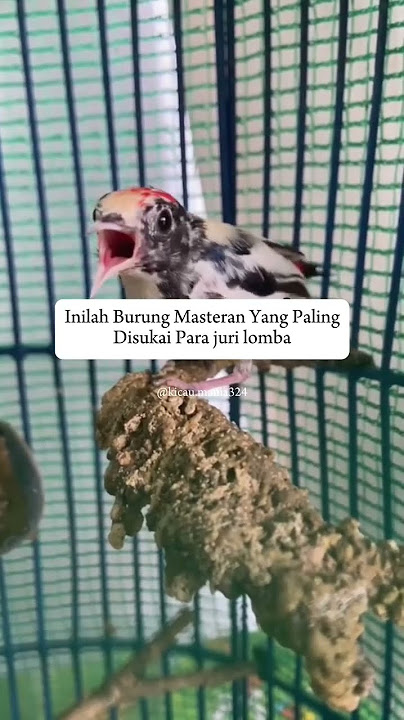 pancingan suara burung kemade #kicauburunglovebird #burung #mangkicauoffecial #kicaumania