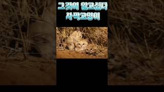 그것이알고싶다 사막고양이 #고양이 #크림냥 #cat #깜냥 #꼰두부 #고양이일상 #냥춘기 #고양이영상 #강아지 #cute #사막고양이
