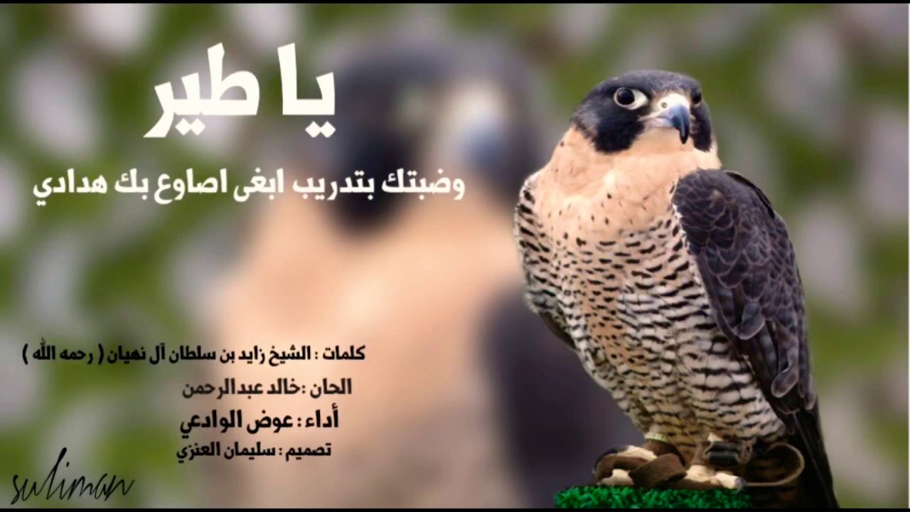 يا طير وضبتك بتدريب أداء عوض الوادعي Youtube