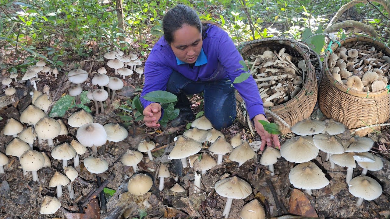 เห็ดปลวกข้าวดอ รอบนี้ออกเยอะจริงๆ!! โพดโพ จนต้องร้องป๊าดๆ หมู่ใหญ่จริงๆวันนี้!!09ต ค2568