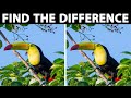 How Good Eyes You are in 30 Seconds | Find The Difference Bird