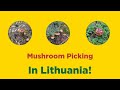 Mushroom Picking In Lithuania 🇱🇹