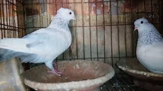 Pansi Pigeon 1280x720 3 78Mbps 2018 03 27 13 12 401