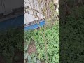 aalu bukhara tree, plum 30 january 2026