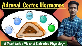 Corticosteroids|| Adrenal Cortex Hormones|| Endocrine Physiology ||Lectures||MBBS|| Ashish