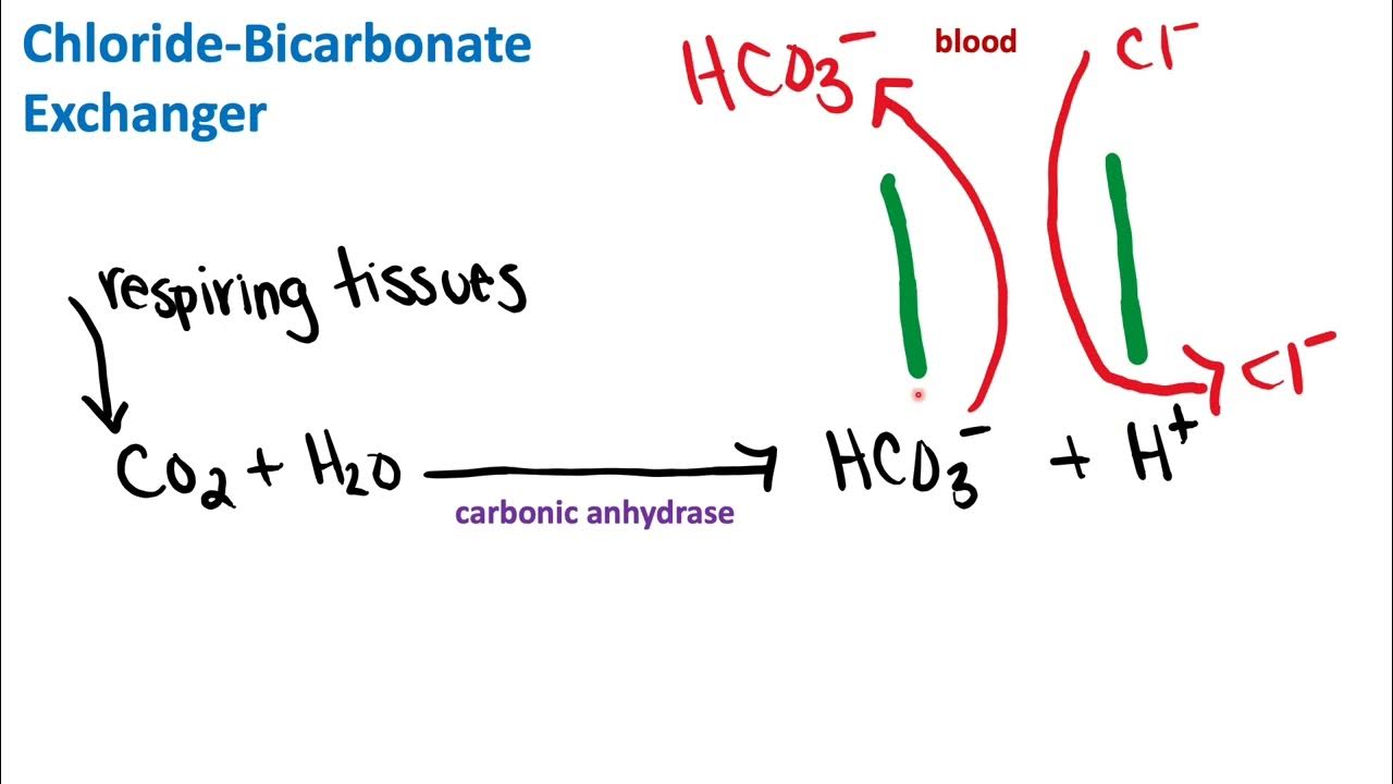 ChlorideBicarbonate Exchanger Biochemistry YouTube