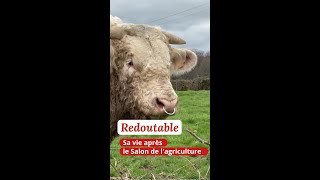 Le taureau Redoutable, élevé dans la Nièvre : sa vie après le Salon de l'agriculture