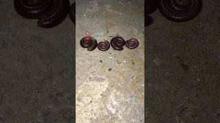 BEGINILAH CARA KAKI SERIBU SAAT MELINGKAR SEPERTI SPIRAL #shorts #alamserangga