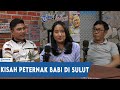 Tribun podcast  kisah peternak babi di sulut