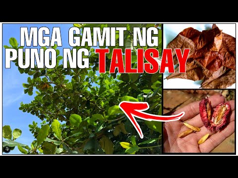 Video: Pag-aalaga sa Puno ng Almond: Alamin Kung Paano Magtanim ng Puno ng Almond