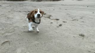 Beagle puppy playing at the beach