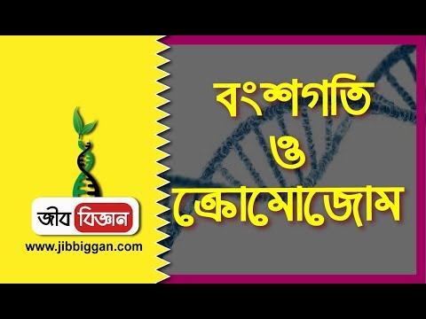 বংশগতি ও ক্রোমোজোম