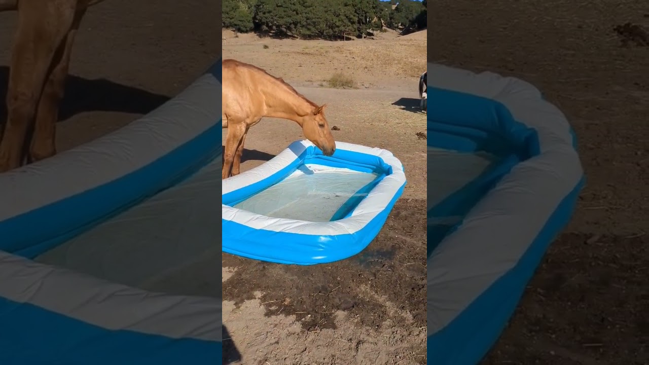 this is not my water trough